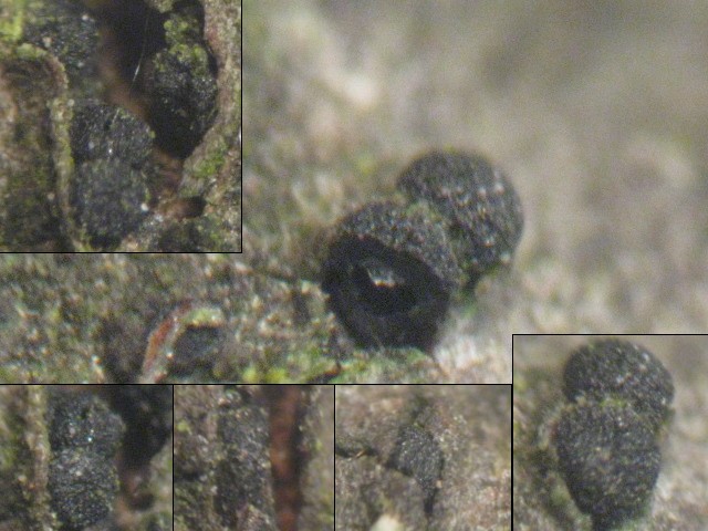 macrostoma
