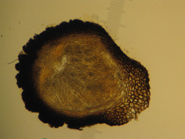 macrostoma