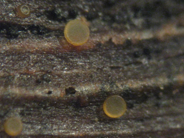macrostoma