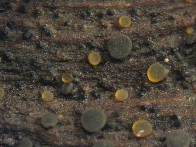 macrostoma