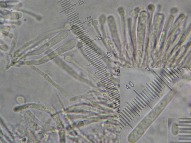 macrostoma