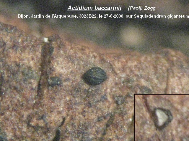 macrostoma