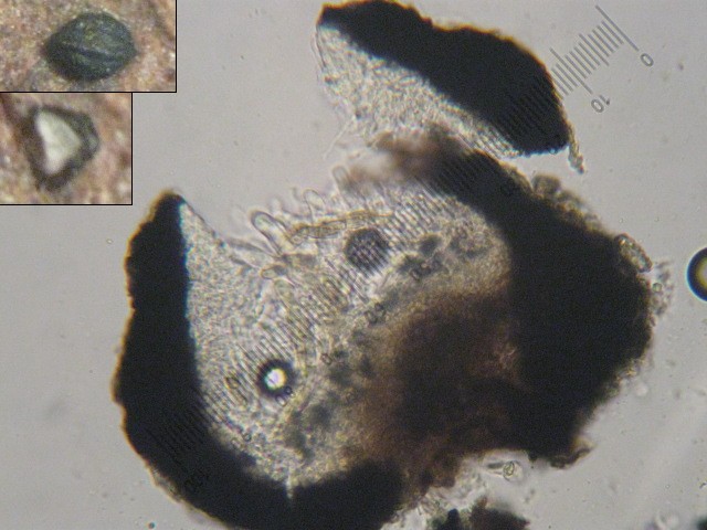 macrostoma