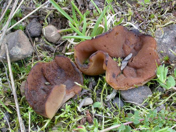 macrostoma
