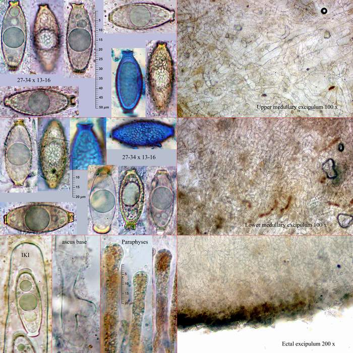 macrostoma