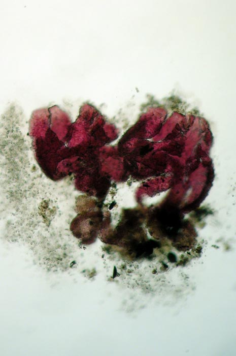 macrostoma