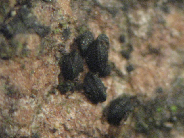 macrostoma