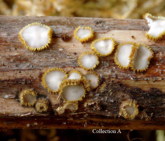 macrostoma