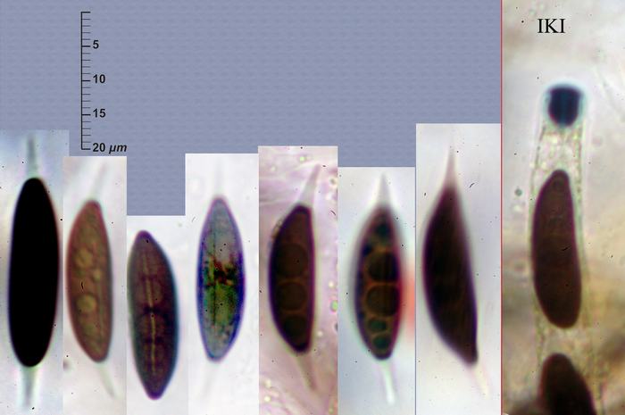 macrostoma
