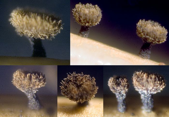 macrostoma