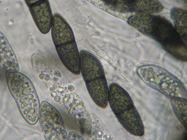 macrostoma