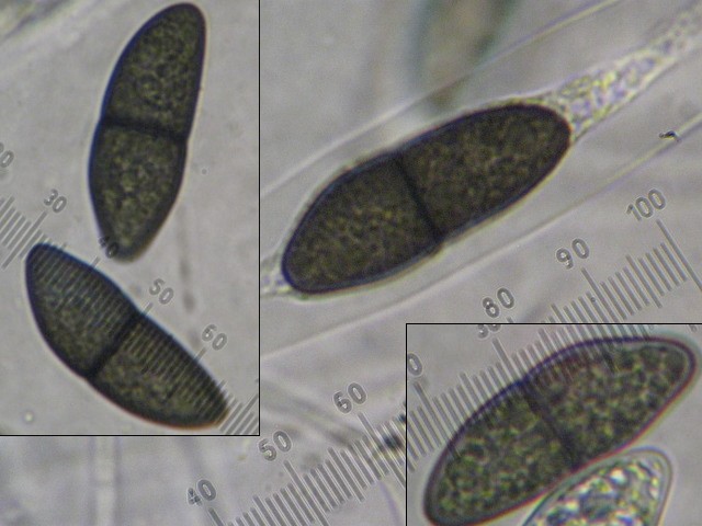 macrostoma