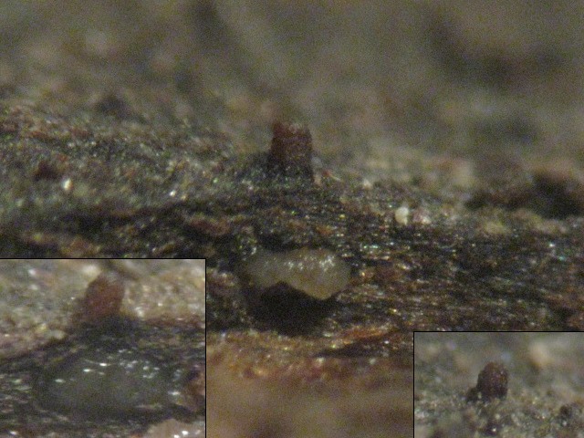 macrostoma