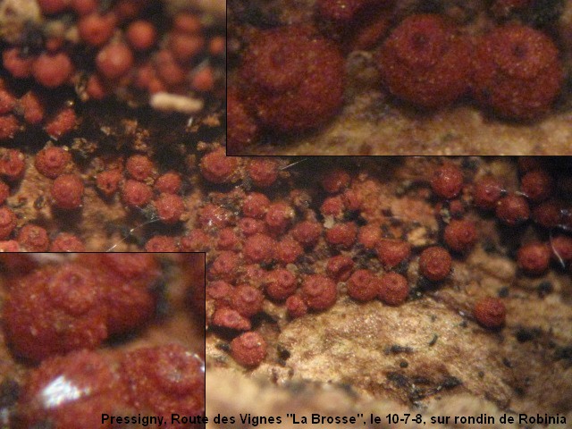 macrostoma