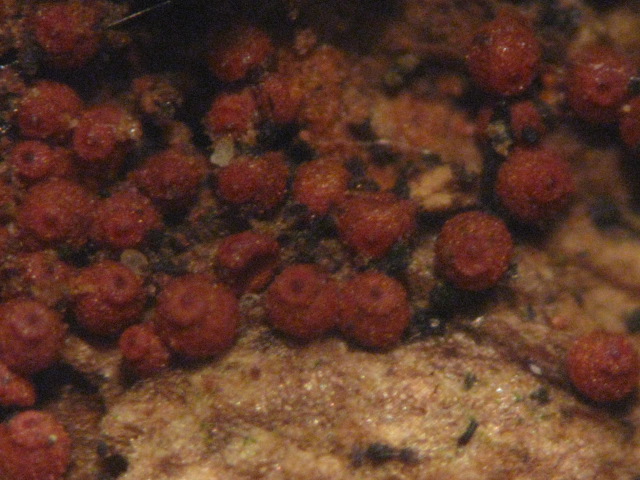 macrostoma