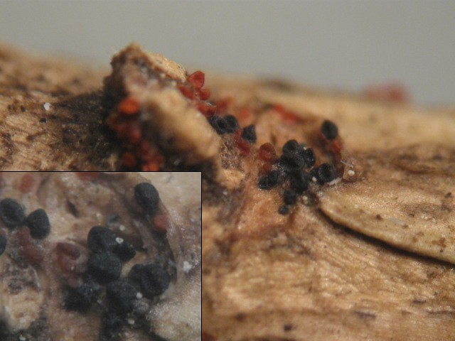 macrostoma