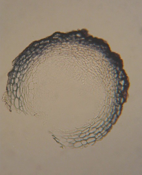 macrostoma