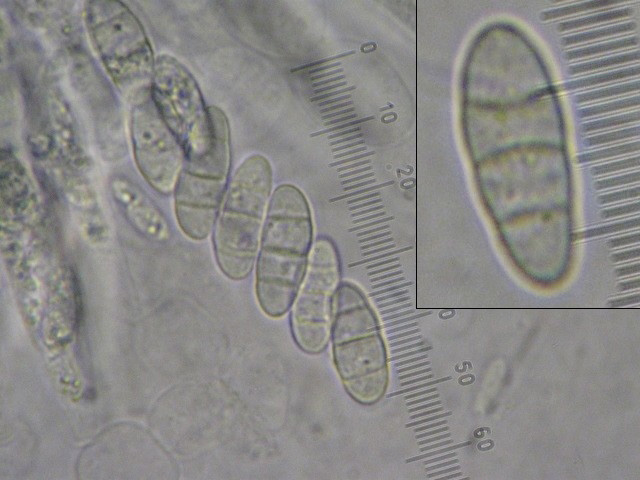macrostoma