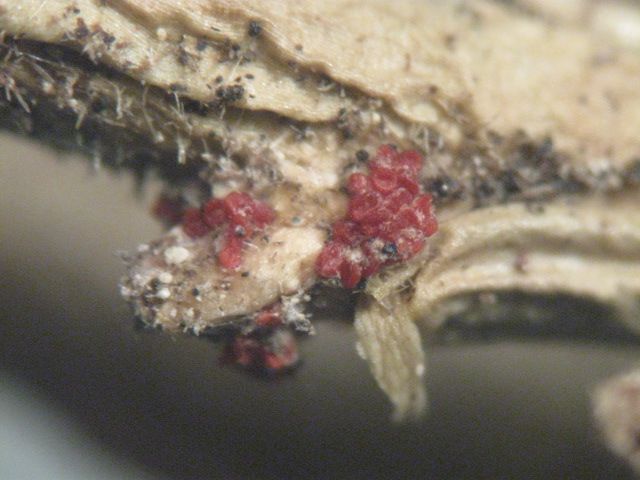 macrostoma