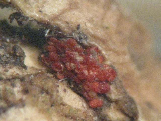 macrostoma