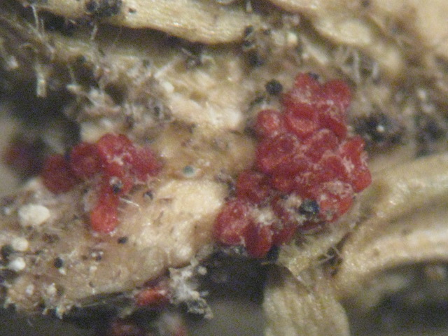 macrostoma