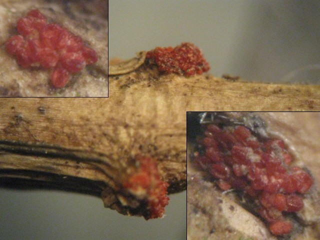 macrostoma