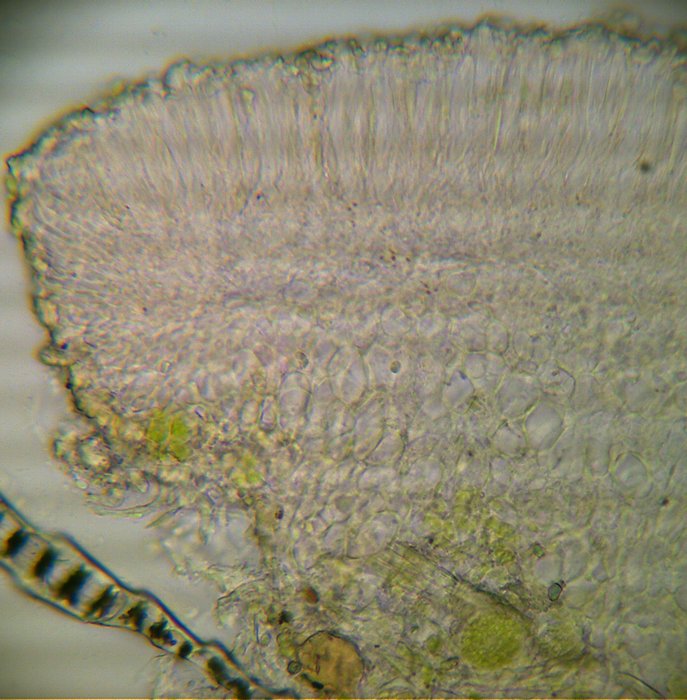macrostoma
