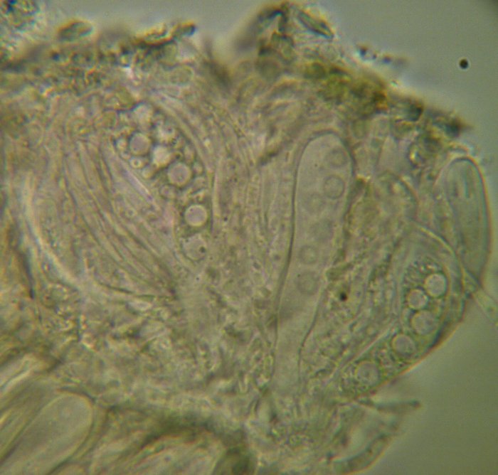 macrostoma