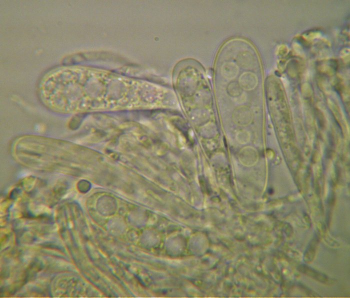 macrostoma