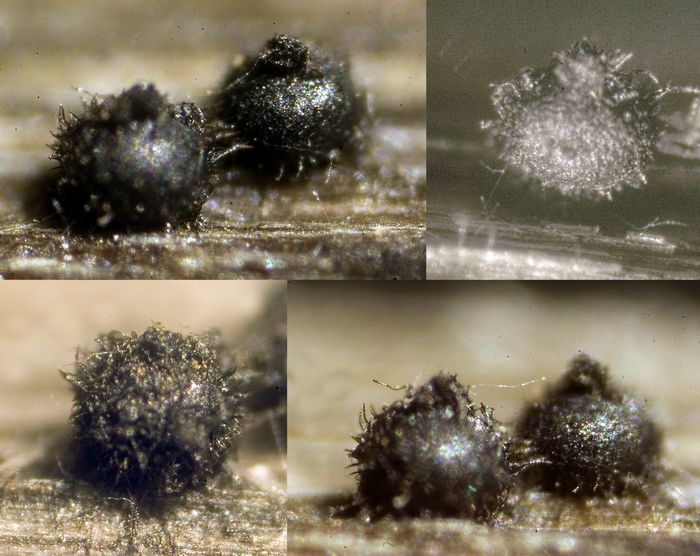 macrostoma