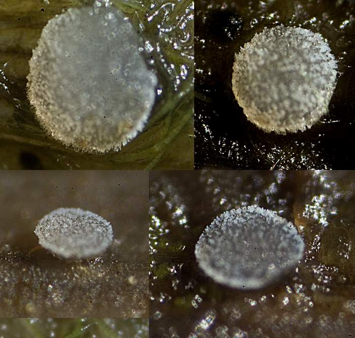 macrostoma