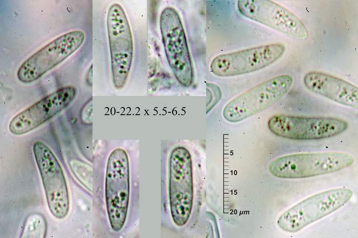 macrostoma