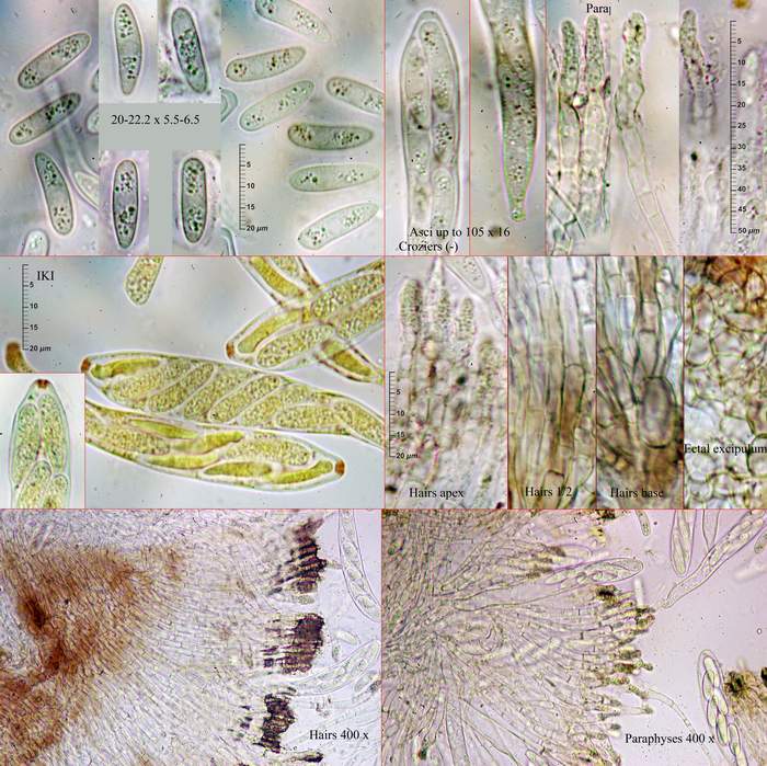 macrostoma
