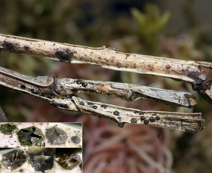 macrostoma
