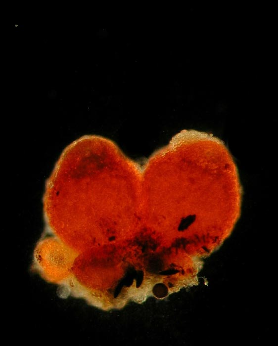 macrostoma