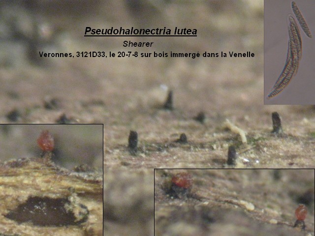 macrostoma