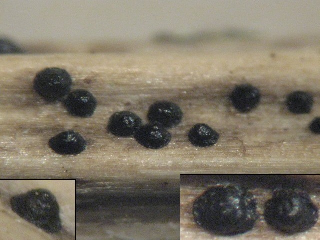macrostoma