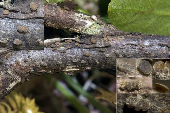 macrostoma
