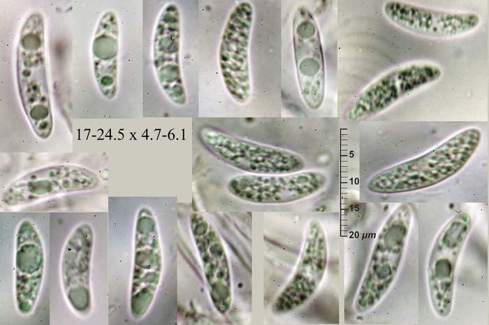 macrostoma