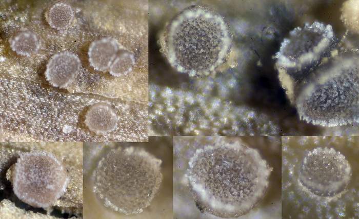 macrostoma