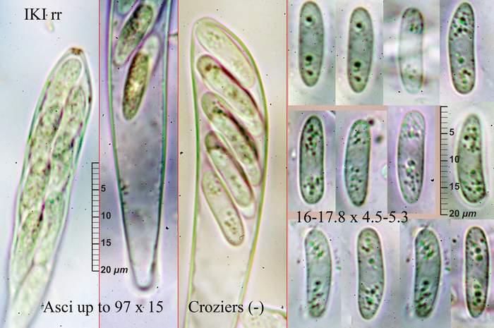 macrostoma