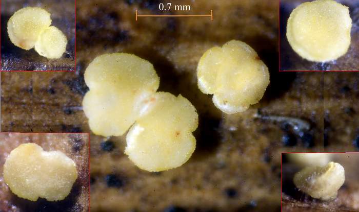 macrostoma