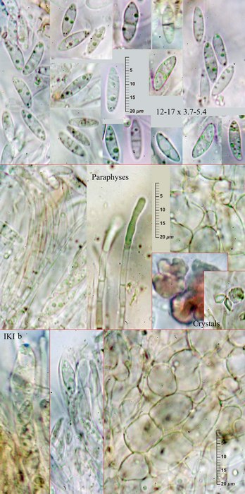 macrostoma