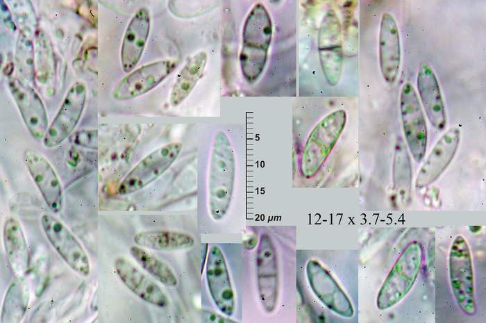 macrostoma