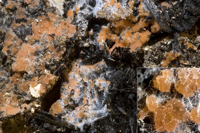 macrostoma