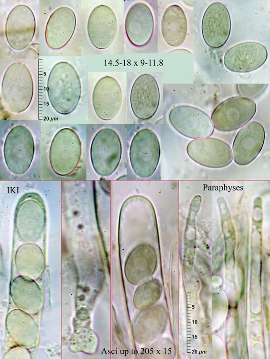 macrostoma