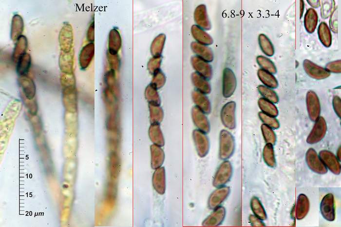 macrostoma