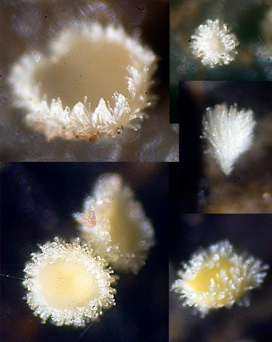 macrostoma