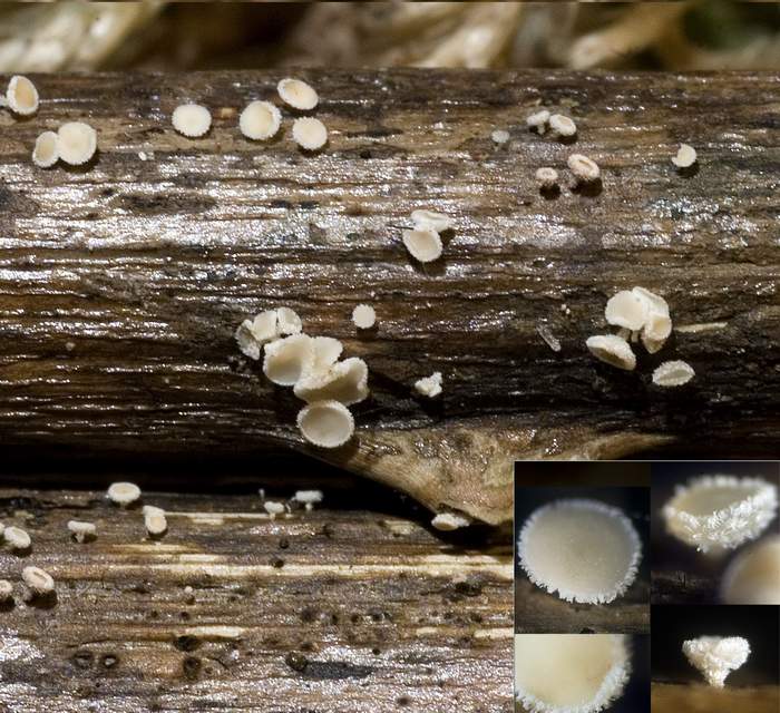 macrostoma