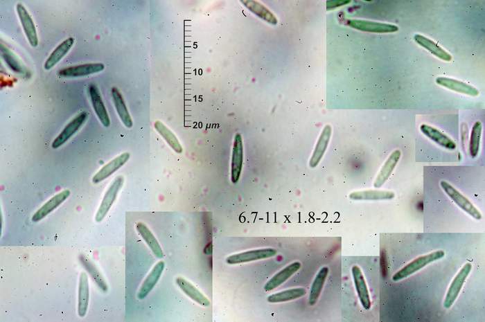macrostoma